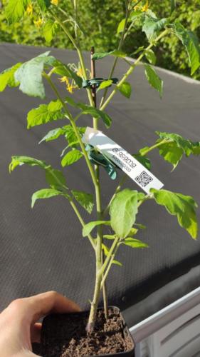 Tomatenpflanze mit Schlaufenetiketten